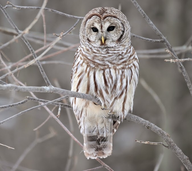 Barred owl