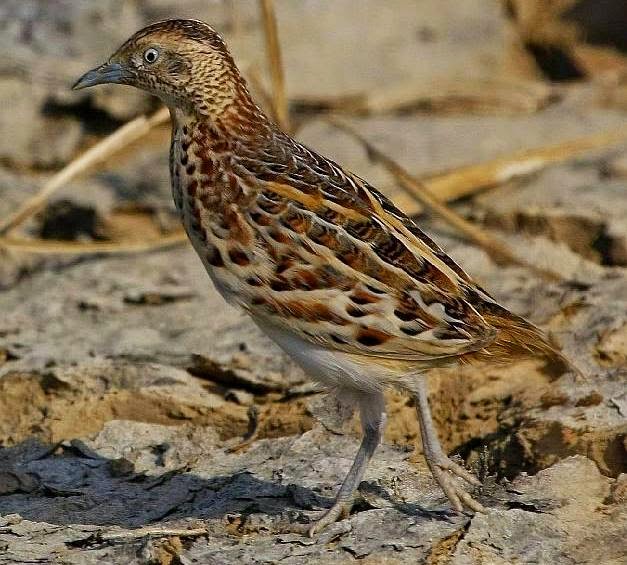 Common buttonquail