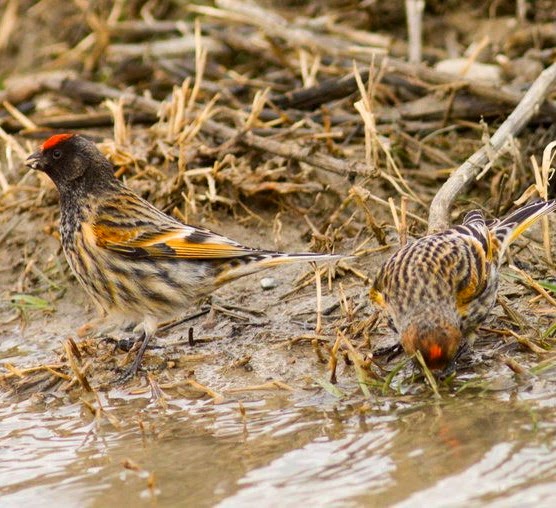 Red-fronted serin