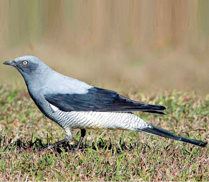 Ground cuckooshrike