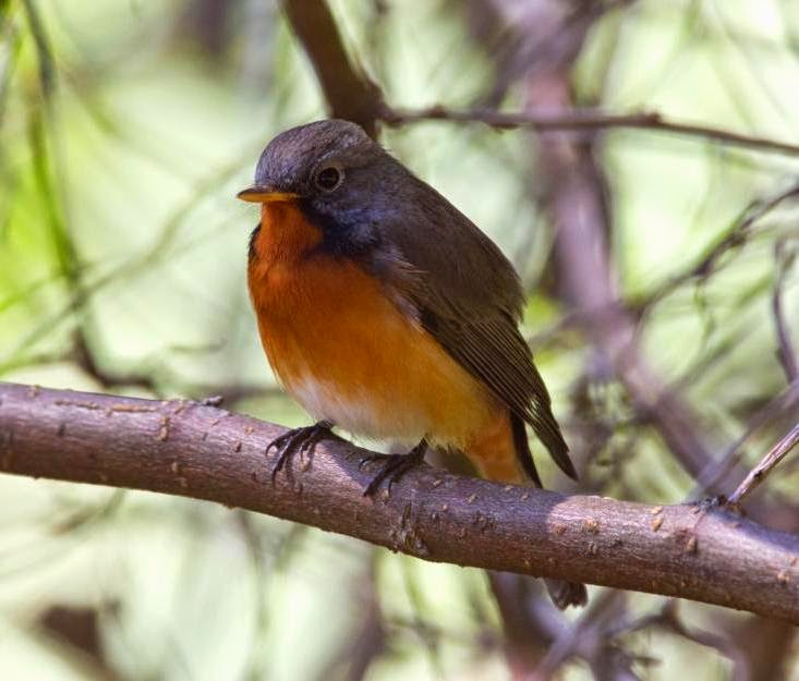 Kashmir flycatcher