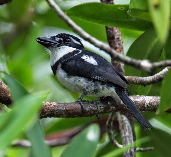 Greater pied puffbird