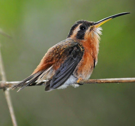 Reddish hermit