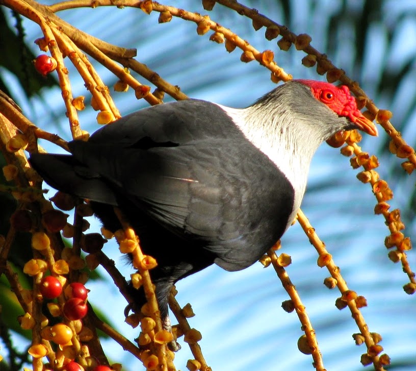 Seychelles blue-pigeon