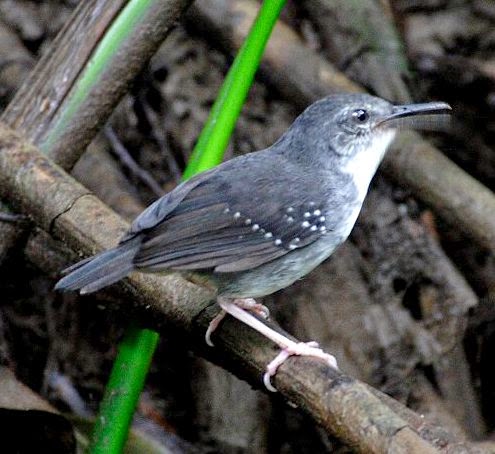 Silvered antbird