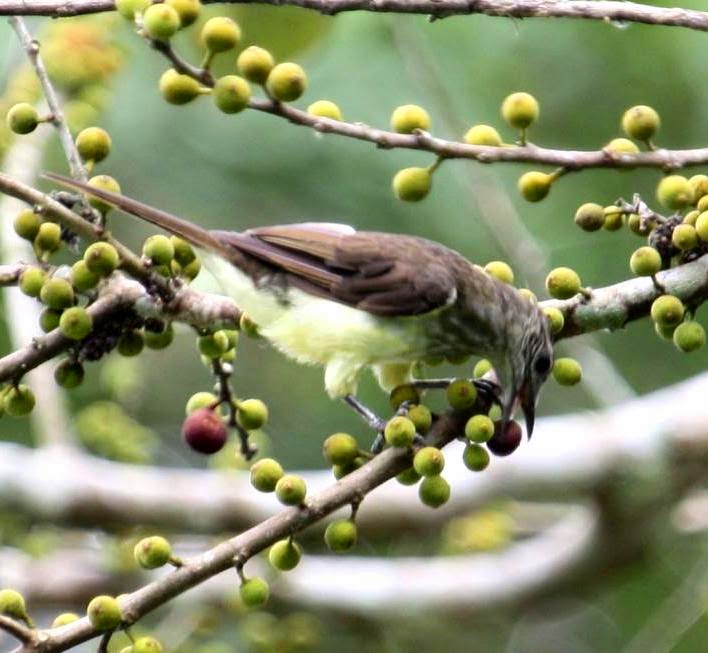 Swamp greenbul