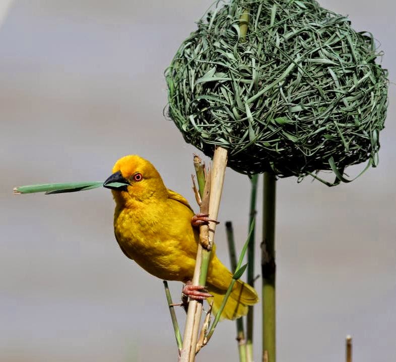 African golden weaver