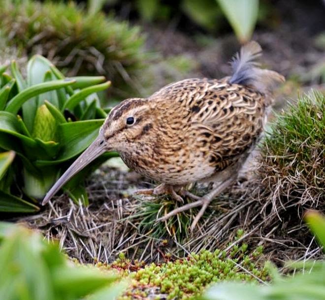 Auckland snipe