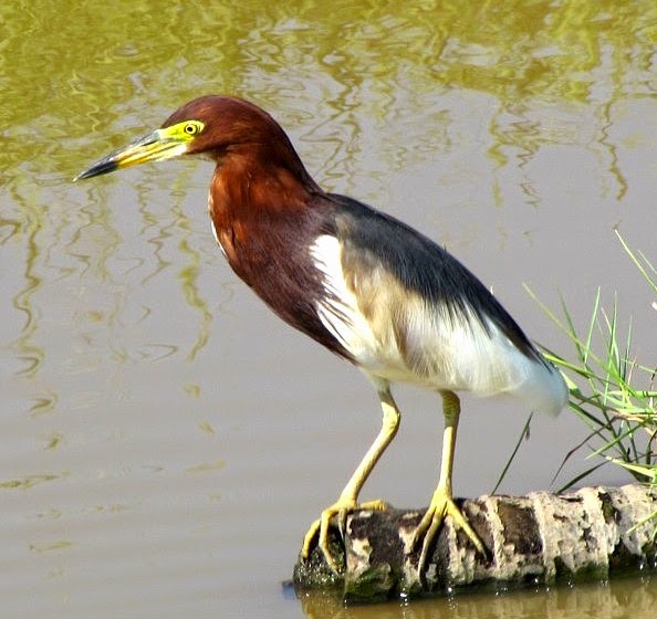 Chinese pond-heron