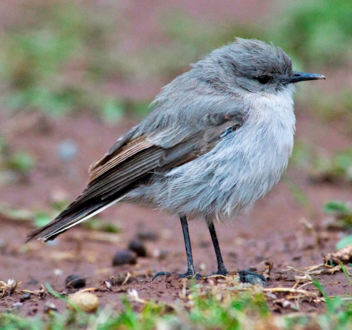 Cinereous ground-tyrant