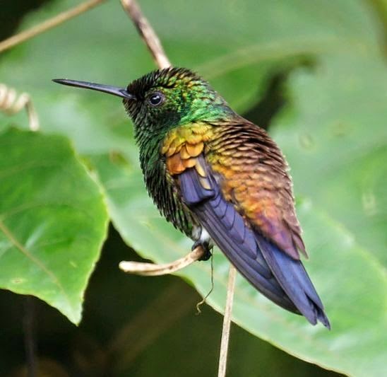 Copper-rumped hummingbird