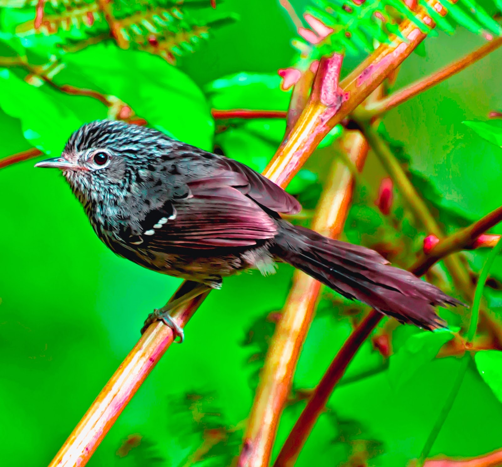 Dusky-tailed antbird