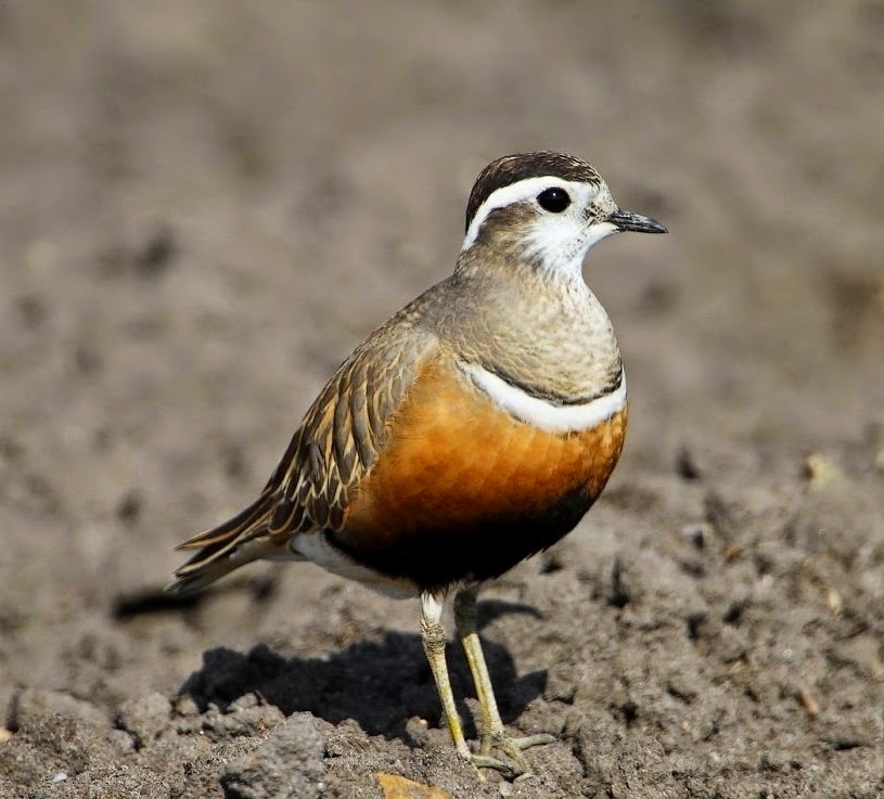 Eurasian dotterel