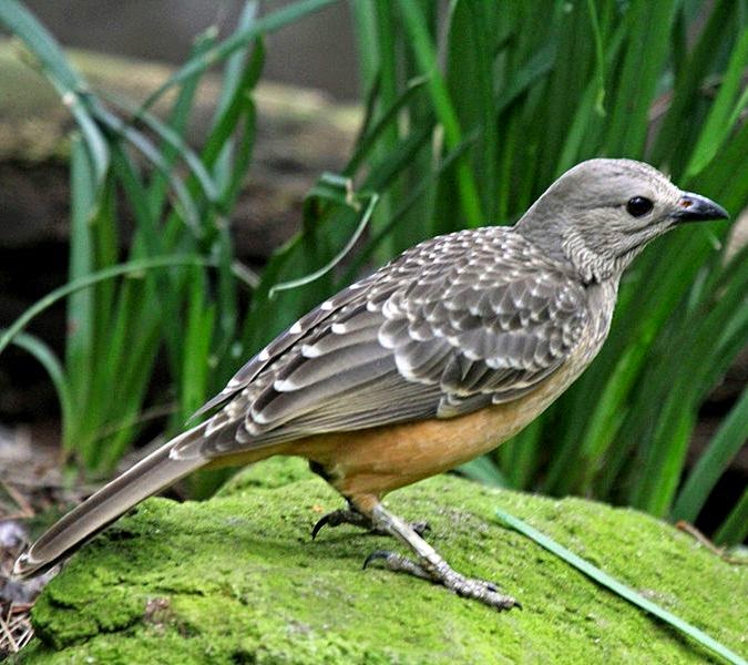 Fawn-breasted bowerbird