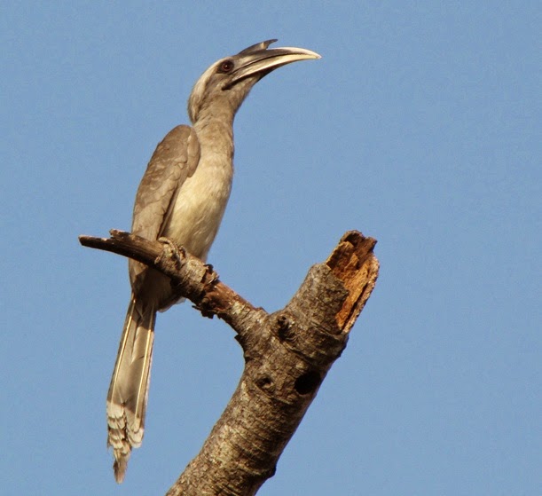 Indian grey hornbill