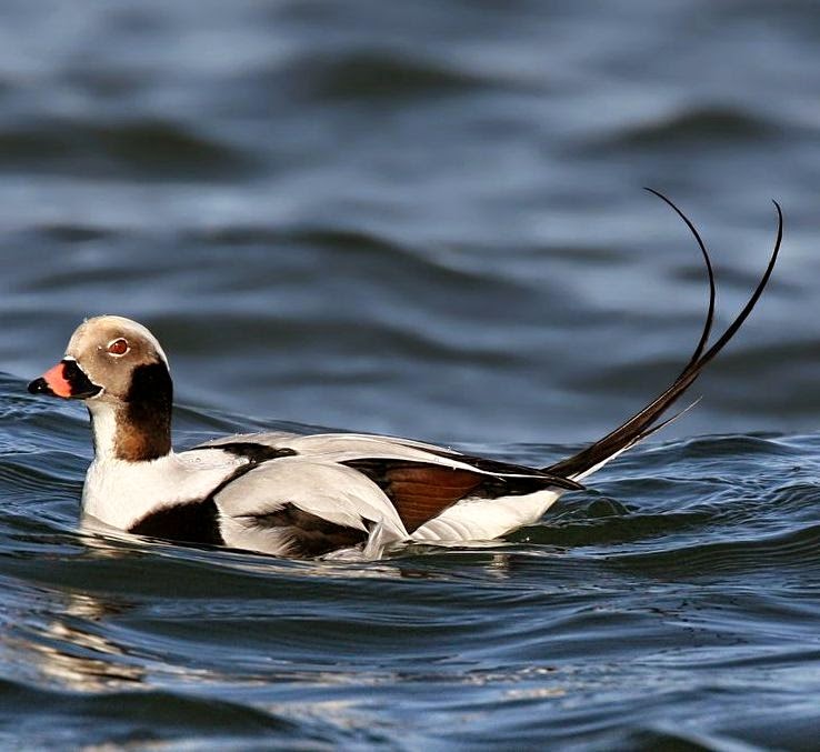 Long-tailed duck