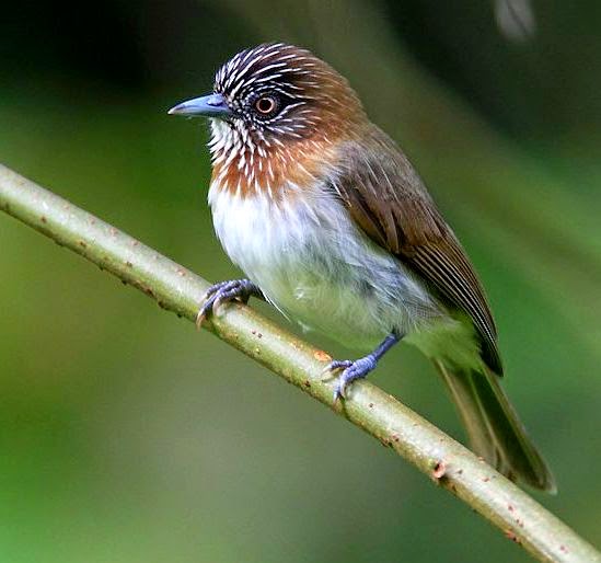 Mindanao pygmy babbler