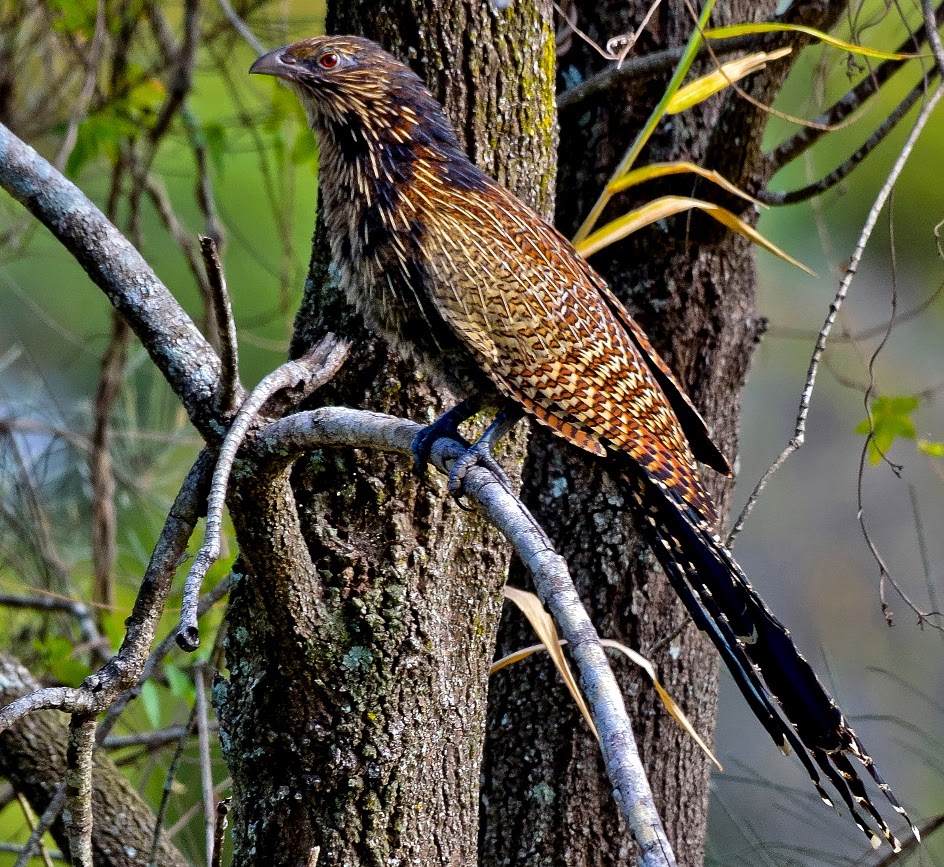 Pheasant coucal