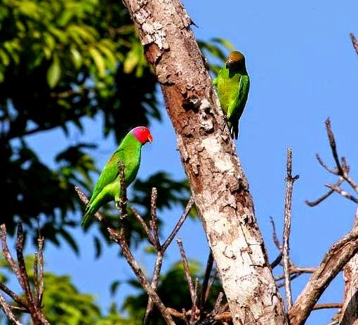 Red-cheeked parrot