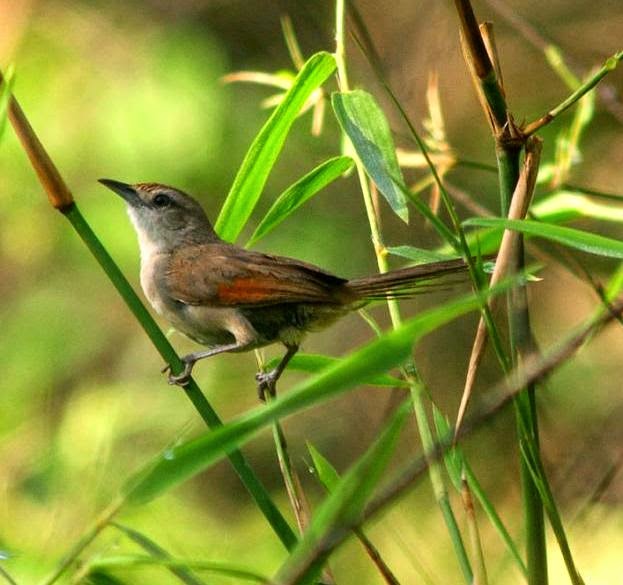 Rufous-fronted thornbird