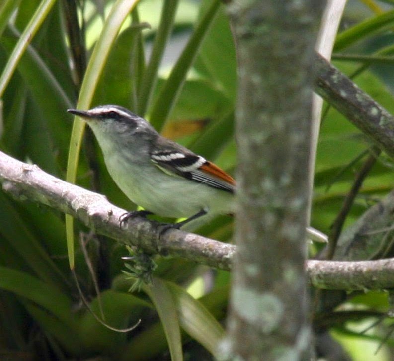 Rufous-winged tyrannulet