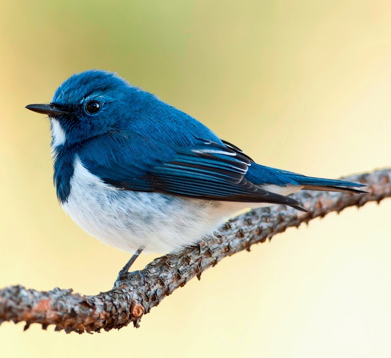 Ultramarine flycatcher