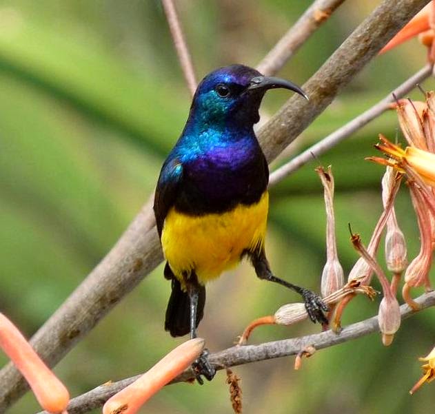 Variable sunbird