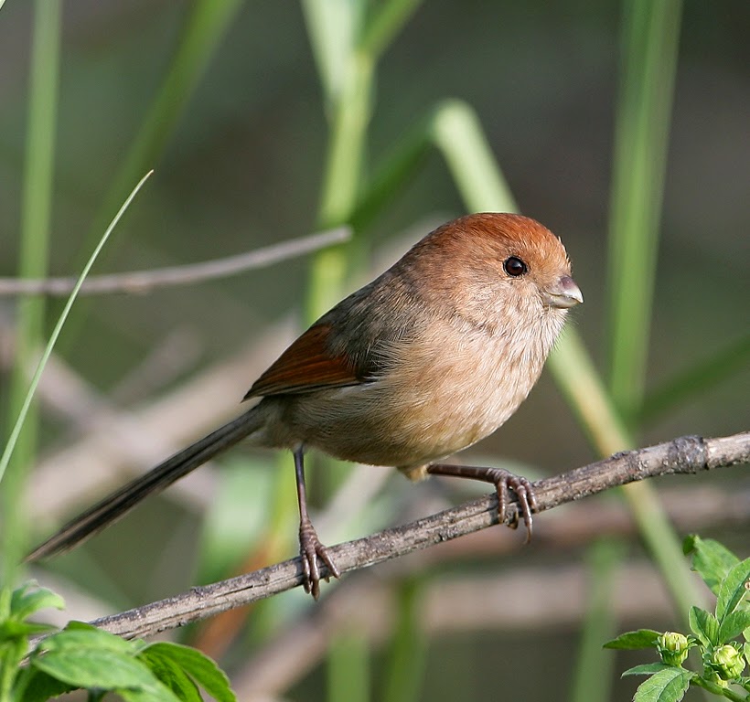 Vinous-throated parrotbill