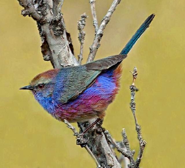 White-browed tit-warbler