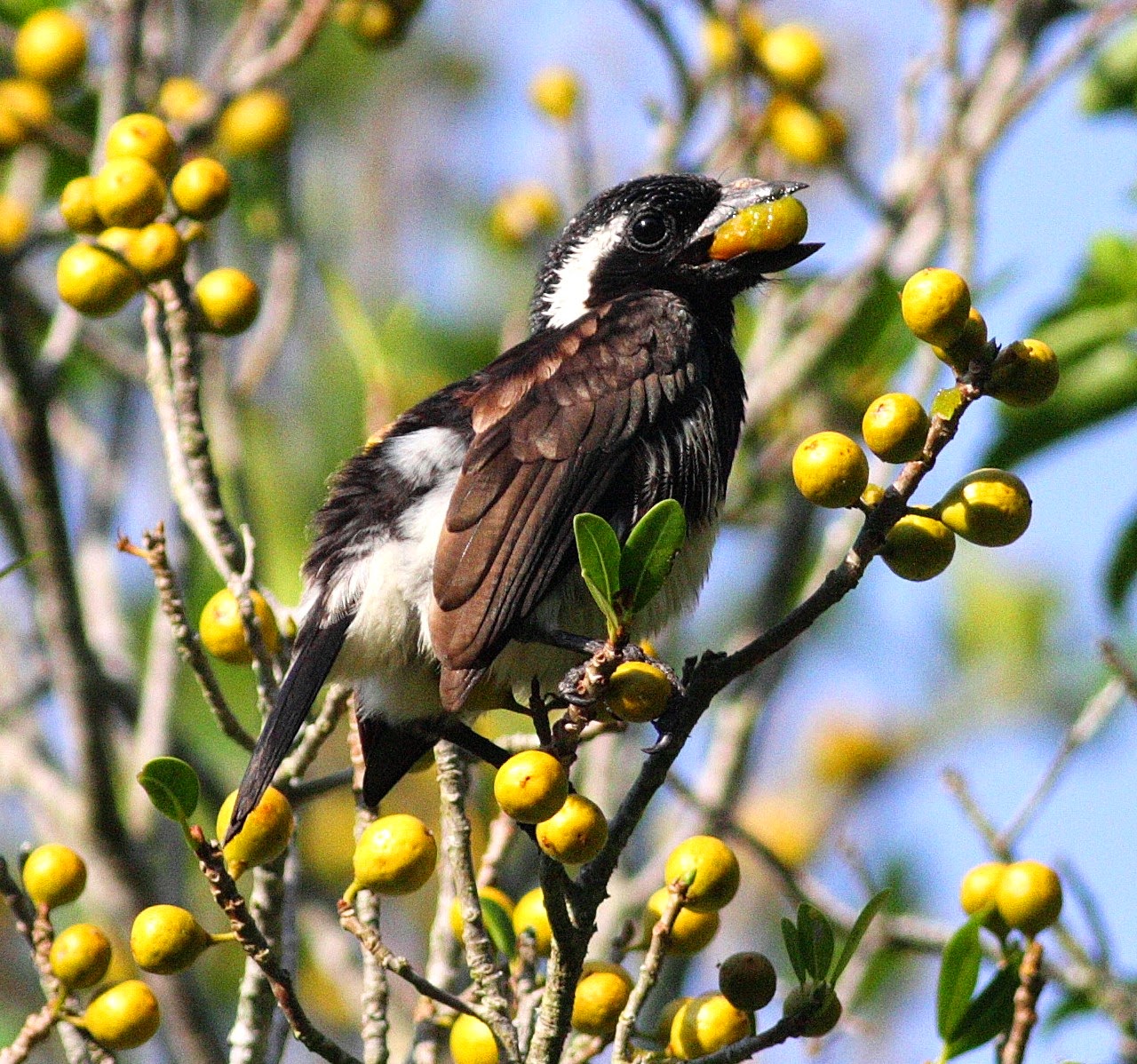 White-eared barbet