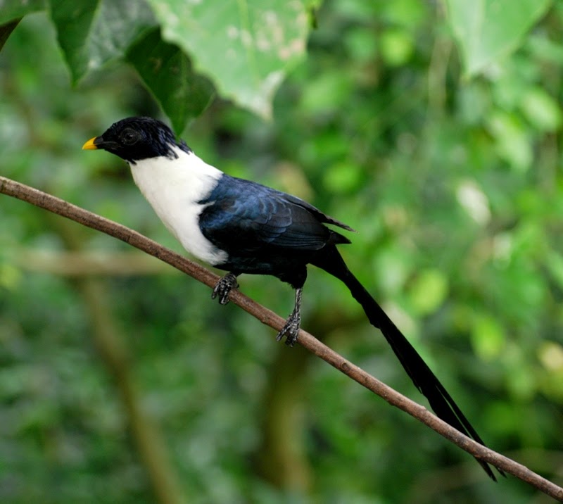 White-necked myna