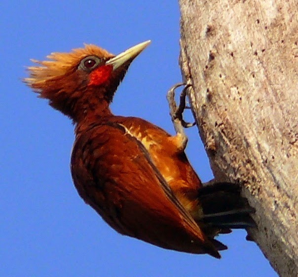 Chestnut woodpecker