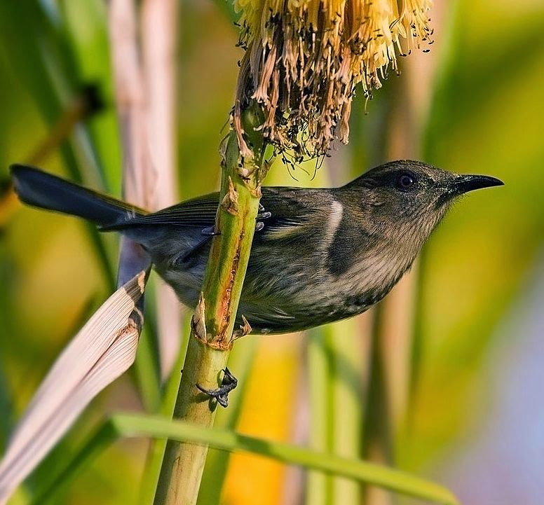 Crescent honeyeater