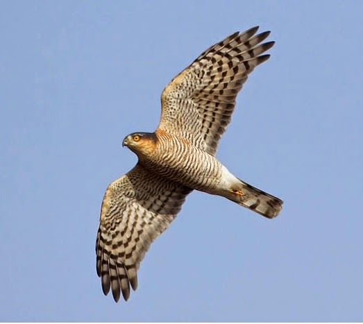 Eurasian sparrowhawk