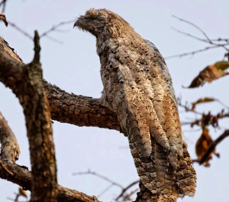 Great potoo