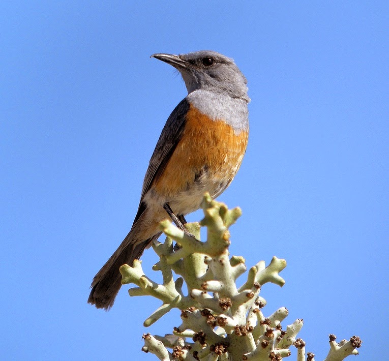 Littoral rock-thrush