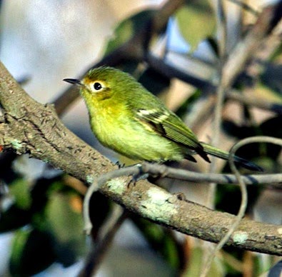 Minas gerais tyrannulet