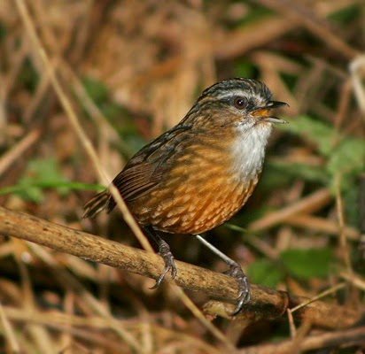 Mountain wren-babbler