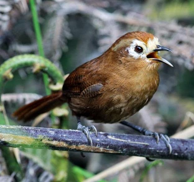 Peruvian wren