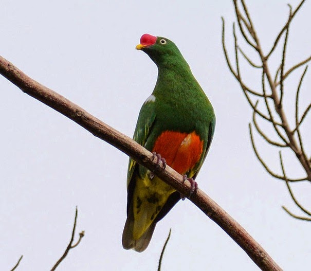 Knob-billed fruit-dove