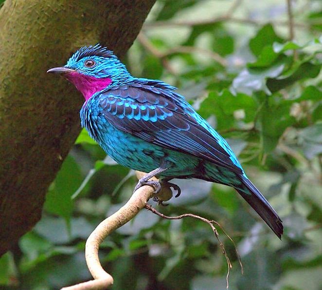 Spangled cotinga