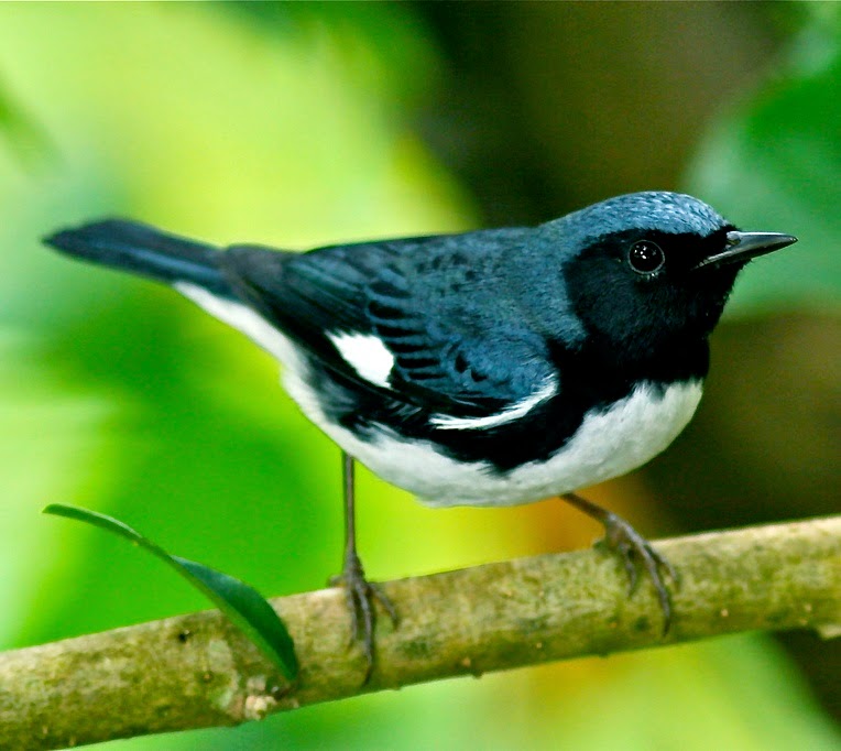 Black-throated blue warbler