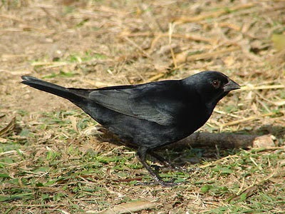 Screaming cowbird