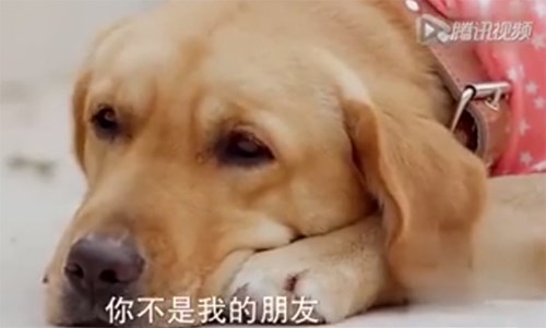 Clip chú chó xin hoa đến thăm mộ chủ khiến hàng triệu trái tim thổn thức - Ảnh 2 Phóng to Clip chú chó xin hoa đến thăm mộ chủ khiến hàng triệu trái tim thổn thức - Ảnh 2 Phóng to