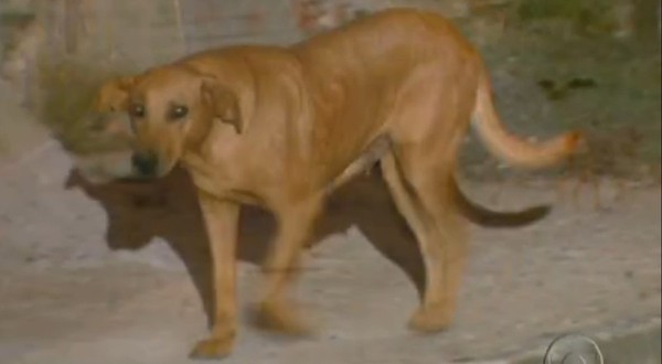 Câu chuyện cảm động về chú chó Lilica Câu chuyện cảm động về chú chó Lilica