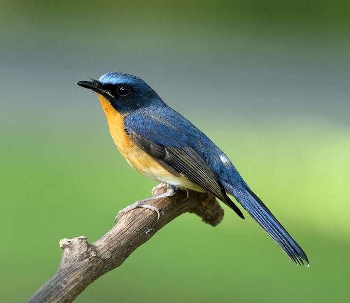 Hill blue-flycatcher