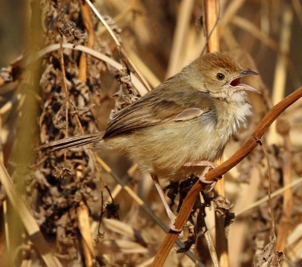 Rattling cisticola