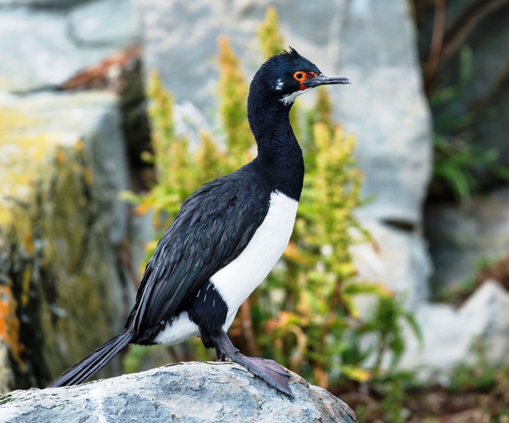 Rock shag