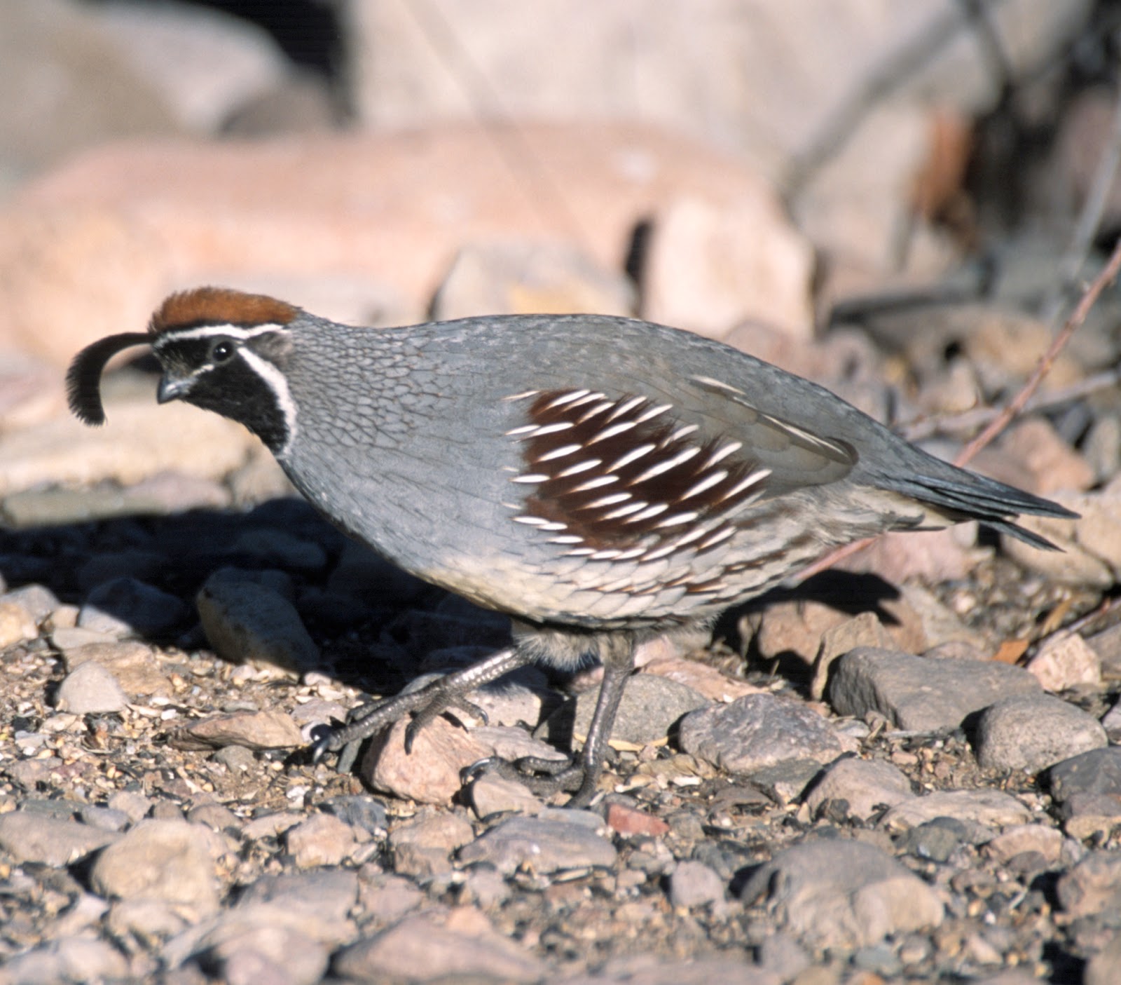 Gambel's quail