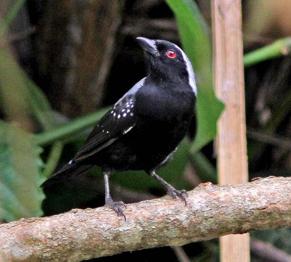 Grey-headed negrofinch